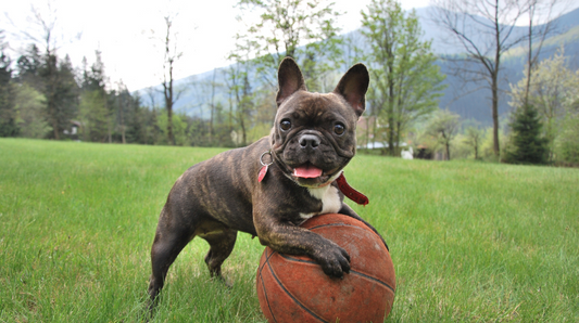 Dog Involved in Family Sport